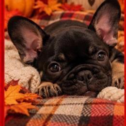 Rose - Black and tan female French Bulldog puppy in Conroe, Texas from SFLK
