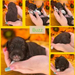 Buzz - Phantom male Bernedoodle puppy in Decatur, Tennessee from Diamond's Doodles