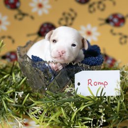 Romp - White and apricot Rat Terrier puppy in Dayton, Nevada from Battle Born Terriers