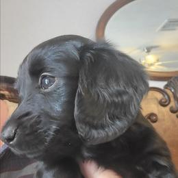 LICORICE - Black female Dachshund puppy in Fort Worth, Texas from Chadwick Farms Mini Dachshunds