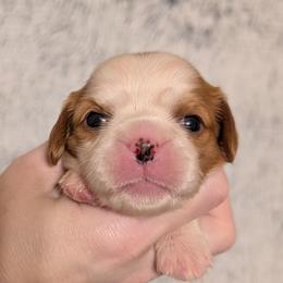 Dolly - Blenheim female Cavalier King Charles Spaniel puppy in Stilwell, Oklahoma from Love Bug Cavaliers