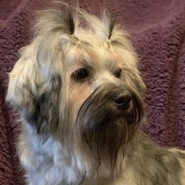 Havanese adult dog