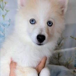 Victor - 1300 - White male Pomsky puppy in Spring Hill, Florida from www.PuppyTimeEmporium.com