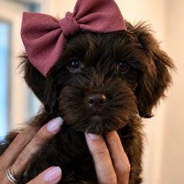 Sierra - Chocolate female Goldendoodle puppy in Van Alstyne, Texas from Forest Haven Doodle Co.
