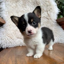 Truly - Black and tan male Pembroke Welsh Corgi puppy in Lake City, Minnesota from Lake Pepin Corgi's
