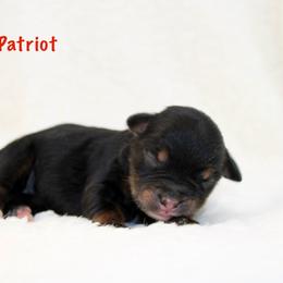 Patriot - Black tri male Miniature Australian Shepherd puppy in Foxworth, Mississippi from Ten Mile Aussies