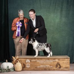 Moxie - Shetland Sheepdog