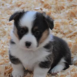 Pembroke Welsh Corgi Puppies from Smiling J Ranch Corgis