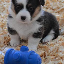Pembroke Welsh Corgi Puppies from Smiling J Ranch Corgis