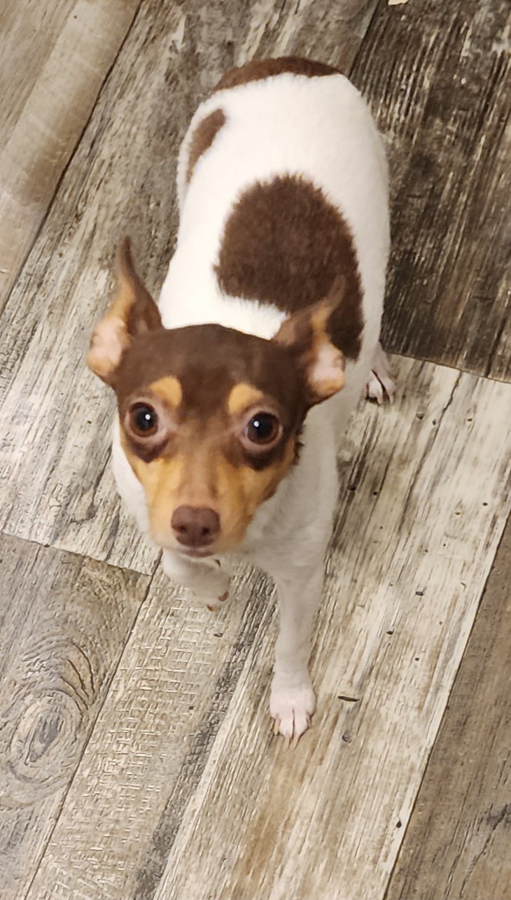 Butter - Toy Fox Terrier