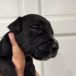 Iron man - Black and white male Great Dane puppy in Florida from Beachside Kennels