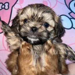 Red gold white and black - Sable male Shih Tzu puppy in Citrus Heights, California from The Lion dog Shih Tzu