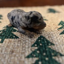 Holly Frost - Blue merle female Aussiedoodle puppy in Yellville, Arkansas from Ozark Mountain Doodles & Pugs