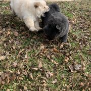 Chow Chow Puppies from Darling Chows