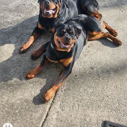 Border Collie and Rottweiler All Grown Up from KJB Kennels
