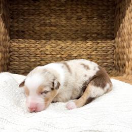 Parton - Red merle female Australian Shepherd puppy in Unionville, Iowa from Soap Creek Kennels