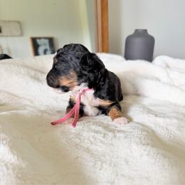 Pink Girl - Tri-color female Bernedoodle puppy in Fort Gibson, Oklahoma from Waggle Doodles