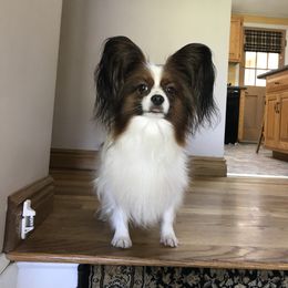 Papillon Puppies from A Breed Apart Papillons