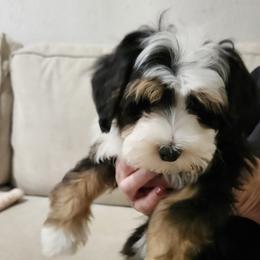 Boy 2 - Merle male Bernedoodle puppy in Schertz, Texas from Kat's Teddydoodles