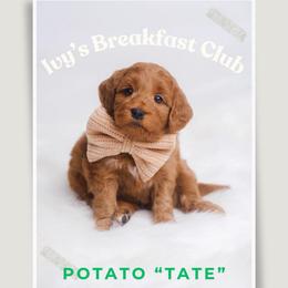 Tate - Red  male Goldendoodle puppy in New Lenox, Illinois from New Doods On The Block