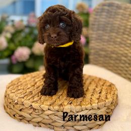 Parmesan - Chocolate female Australian Labradoodle puppy in Morgan Hill, California from Loving Labradoodles