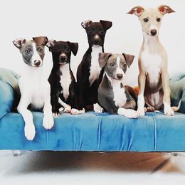 Italian Greyhound Puppies from Divine Italian Greyhounds