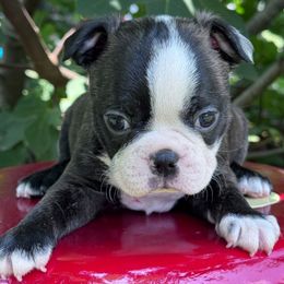 Batman - Brindle and white male Boston Terrier puppy in Lexington, South Carolina from Velveteen Bostons