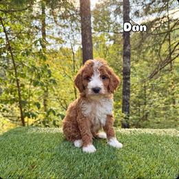 Dan - Red  male Goldendoodle puppy in Roseburg, Oregon from Dbos Furry Friends