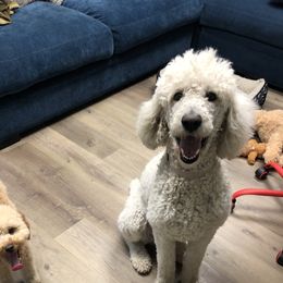 Gracie - Poodle