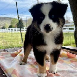 Cobalt - Black tri-color male Australian Shepherd puppy in Heber City, Utah from Junipersdoodles