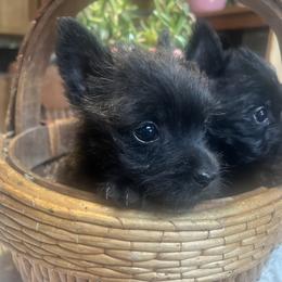 Ellie - Black brindle female Cairn Terrier puppy in Burbank, Ohio from The Cairns of Killdeer
