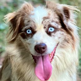 Kiwi - Miniature Australian Shepherd