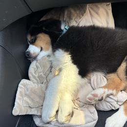 Australian Shepherd All Grown Up from Mad Ranch