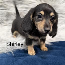 Shirley - Black and tan female Dachshund puppy in Cabool, Missouri from Dachshund's of Country Magic Farms in Missouri