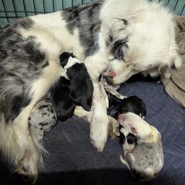 Australian Shepherd and Great Dane Puppies from AEW Farm