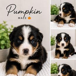Pumpkin - Black tri-color male Australian Shepherd puppy in Traer, Iowa from Kelly's Australian Shepherds