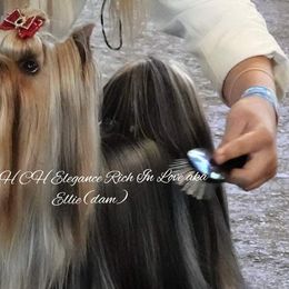 Ellie - Yorkshire Terrier