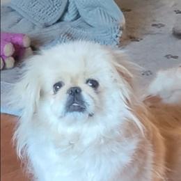 Nova - Pekingese