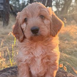 Elena - Apricot female Goldendoodle puppy in Redding, California from O’Hara  Doodles