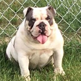 Bulldogs from Barnes English Bulldogs