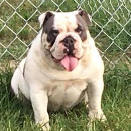 Bulldogs from Barnes English Bulldogs