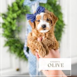 O L I V E 14-18lbs - Red  female Goldendoodle puppy in Richfield, Utah from Cedar Doodles- Home of the Teddybear Goldendoodle