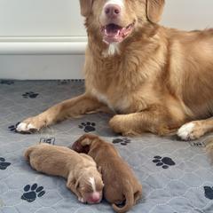 Nova Scotia Duck Tolling Retriever Puppies from Terracotta Tollers