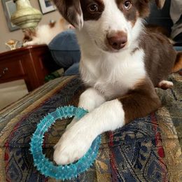 Miniature Australian Shepherd All Grown Up from Kountryside Mini Aussies