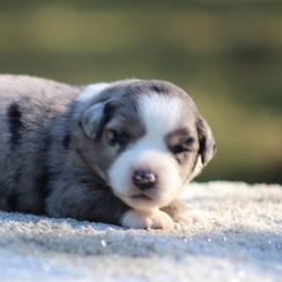 Sally - Blue merle female Miniature Australian Shepherd puppy in Bauxite, Arkansas from J & B Mini Aussies