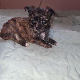 Freddie - Chocolate brindled fawn male Chihuahua puppy in Chambersburg, Pennsylvania from Lil Angel's Chihuahuas