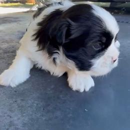 Colin - Parti male Yorkshire Terrier puppy in Houston, Texas from Little things