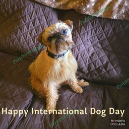 Drago - Brussels Griffon