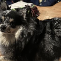 Pomeranians from Twistedly Sweet Poms