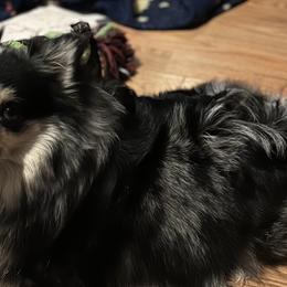 Pomeranians from Twistedly Sweet Poms